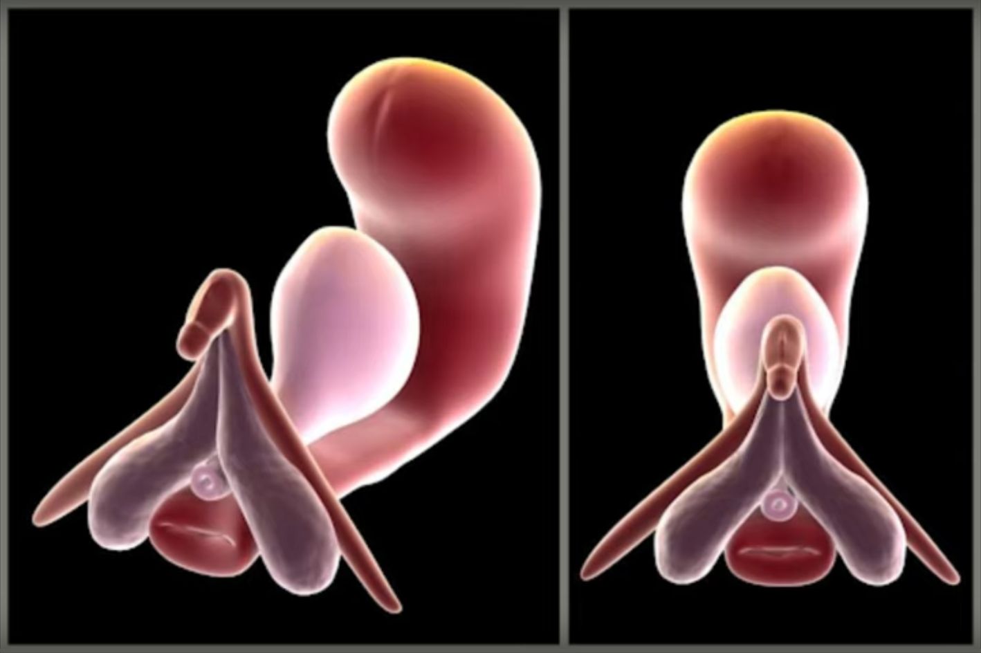 Image 3D du clitoris - modèle anatomique montrant les corps caverneux et les bulbes vestibulaires