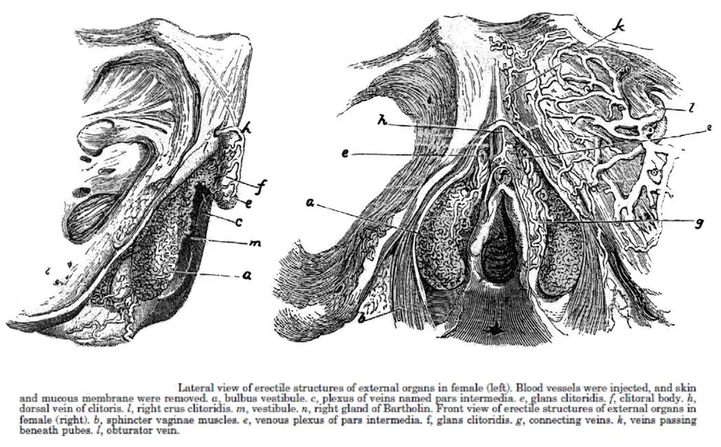 Planche anatomique historique de Georg Ludwig Kobelt - dissection du clitoris, 1844