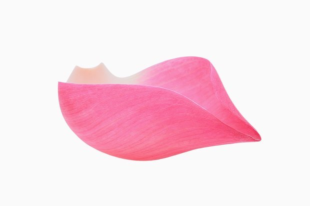 Modèle anatomique du clitoris - vue éducative complète