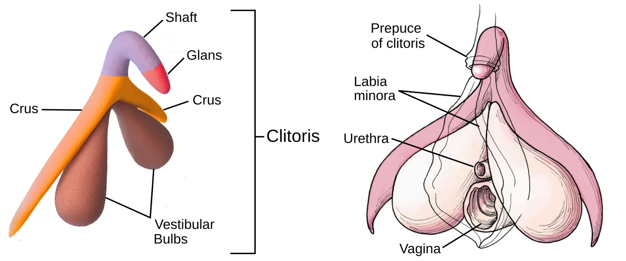 Detailed anatomical diagram of the clitoris and associated structures (vector medical illustration)